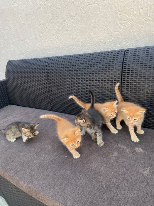 Котята в хорошие руки