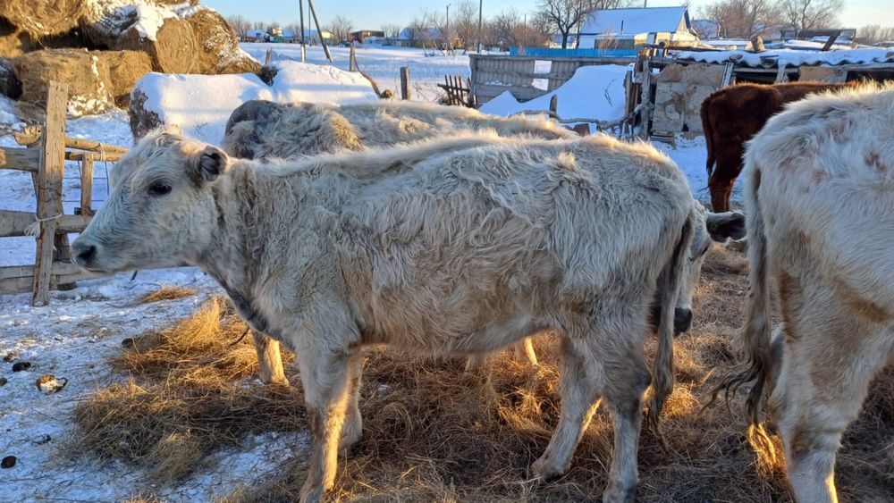 Қашарлар және сиыр