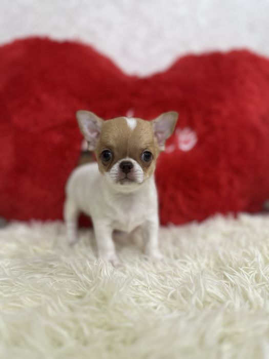 Малышка чихуахуа в современном типе