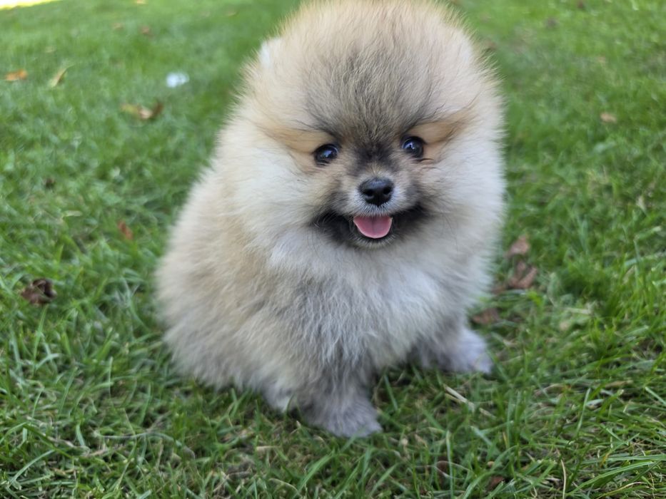 Caine Pomeranian