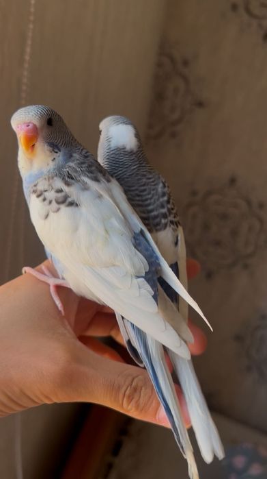 Popugay Волнистый Ruchnot to’tiqush Valnistiy