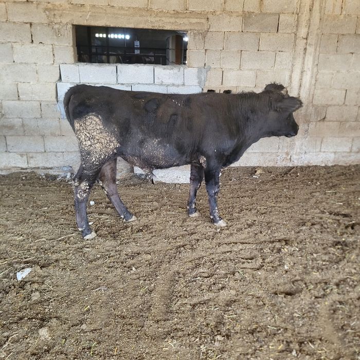 Продам 7 голов бычков