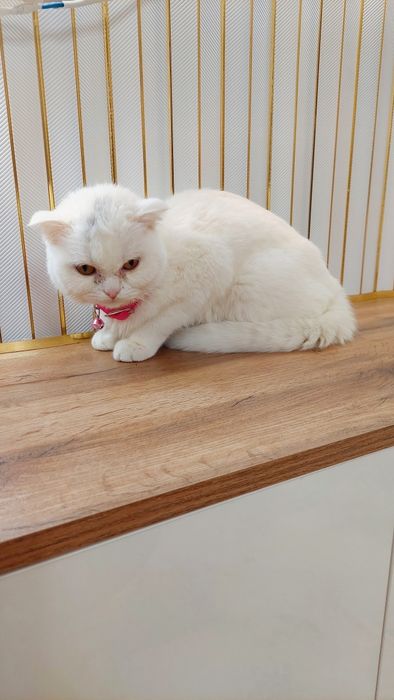 Котёнок продаётся