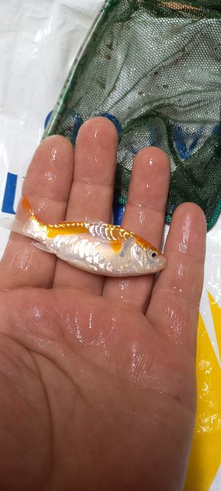 Продавам малки рибки Кои.