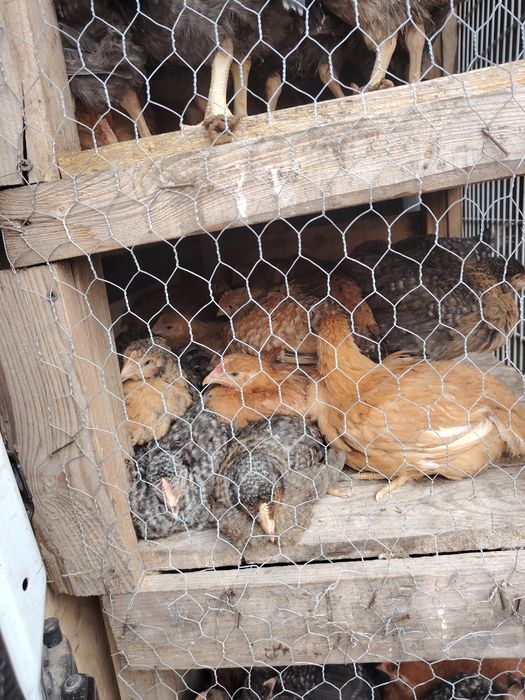 Pui alb de carne și rasa mixta