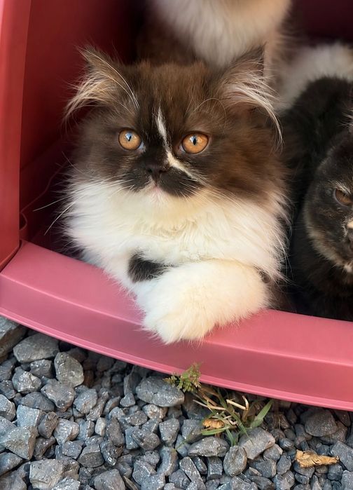 Brits langhaar kittens