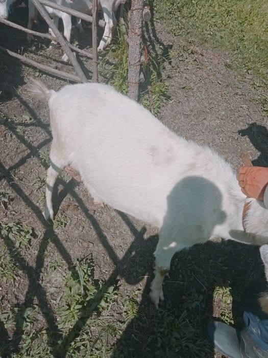Vând capre boțești jud Vaslui ,rasă saanen