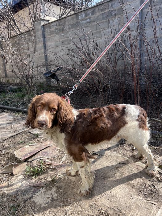Руский охотничий спаниель