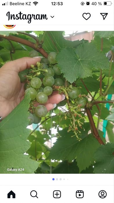 Продам дачу в Новопавловке