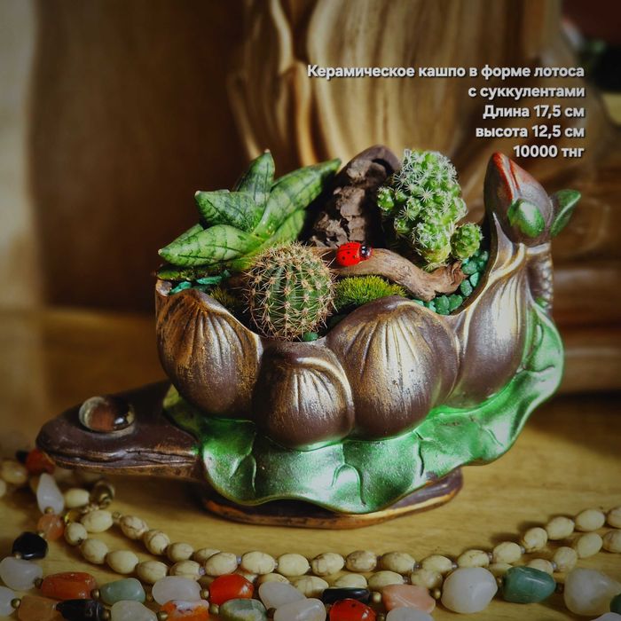 Суккуленты, флорариумы, композиции