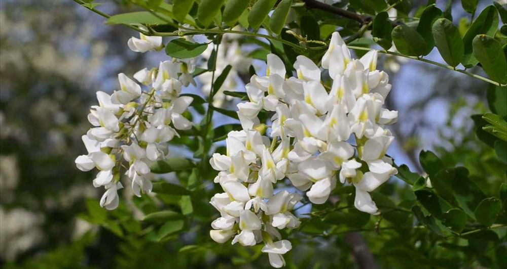флорална вода от акация