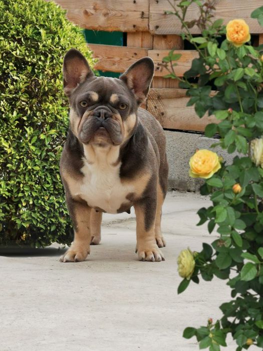 Девочка француженка