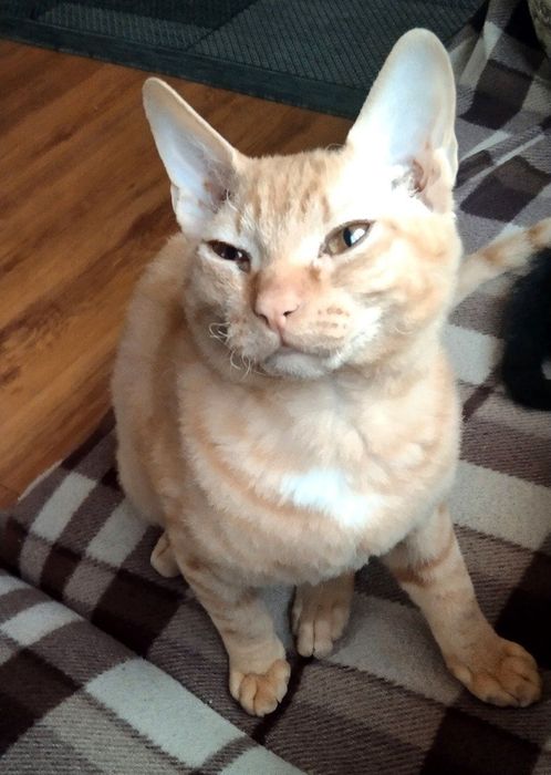 Продам котят в добрые руки