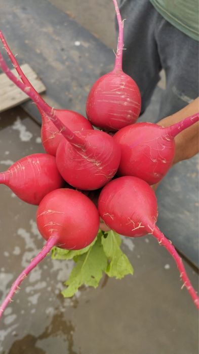 Зелень 50.до 1000