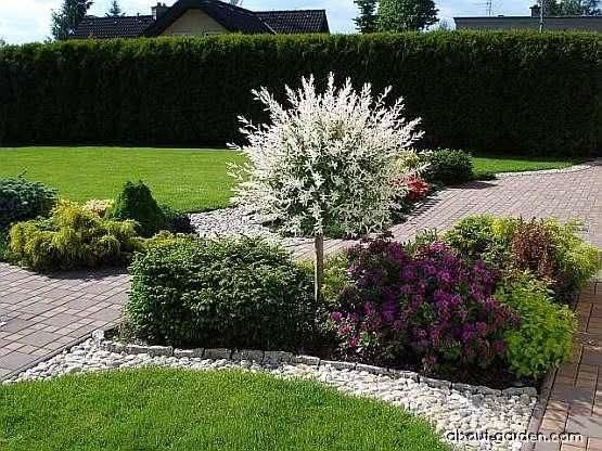 Японска върба (salix hakuro-nishiki)