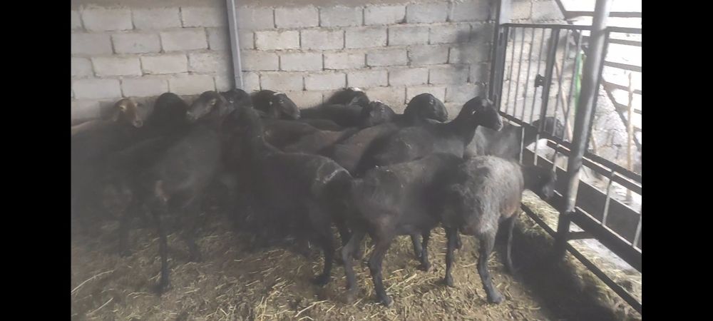 Семіз қойлар сатылады