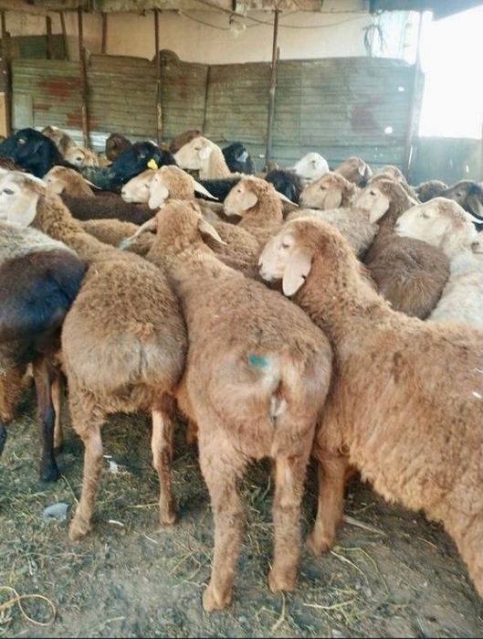Продам жырных  баранов