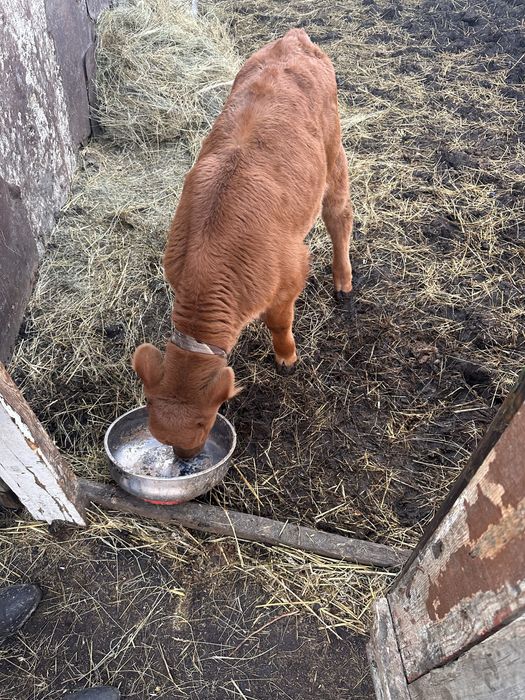 Бузау сатыладыыыы