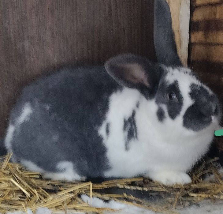 Кролики ,свежии забой