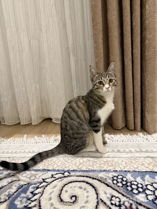 Котенок девочка