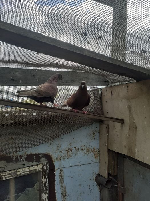 Продам красных бакинских  голубей.