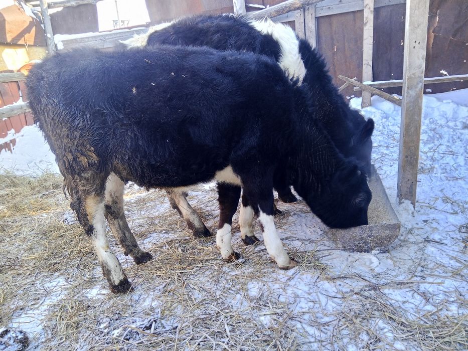 Продам 2х телочек