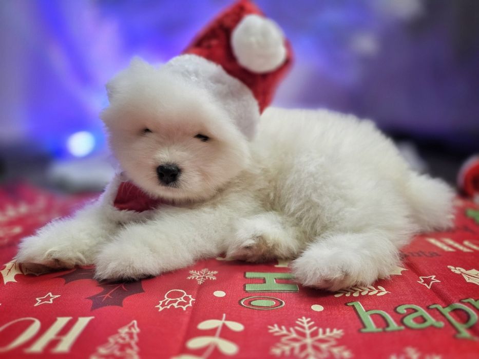 Бебета самоед с FCI родословия