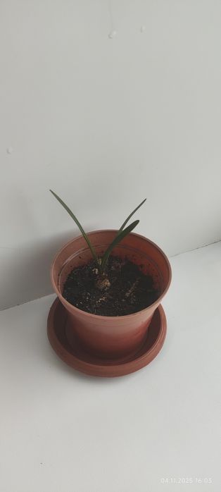 Продам цветы комнатные.