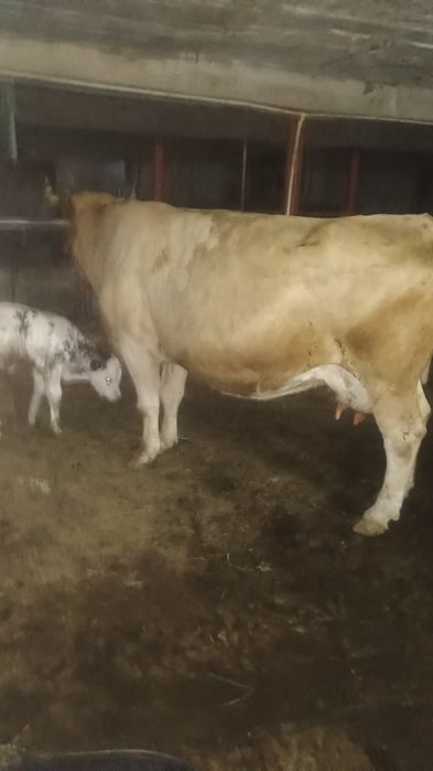 Vaca de 7 ani cu vțea albastra și juninca gentanta in 6 luni