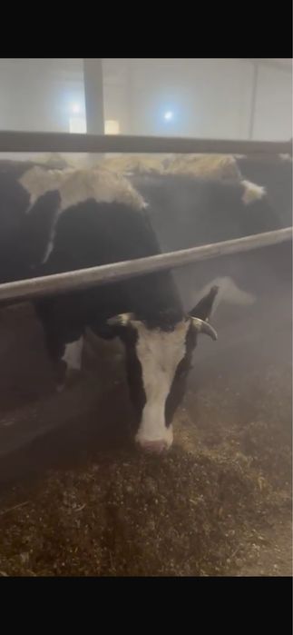 Голштейн Нетеля продам