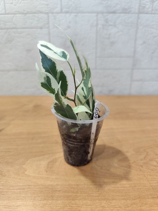 Фикус Бенджамина