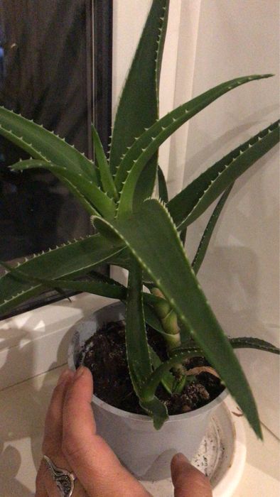 Продаю Комнатные цветы