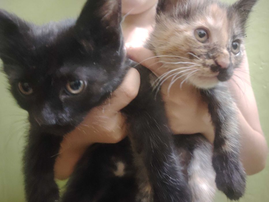 Бесплатно котята