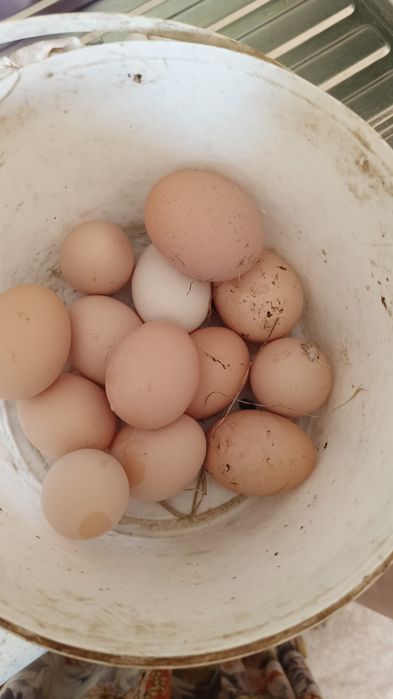 Яйцо Адлер  , несушка жұмыртқалары