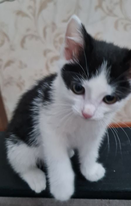Отдам в добрые руки котенка девочку,