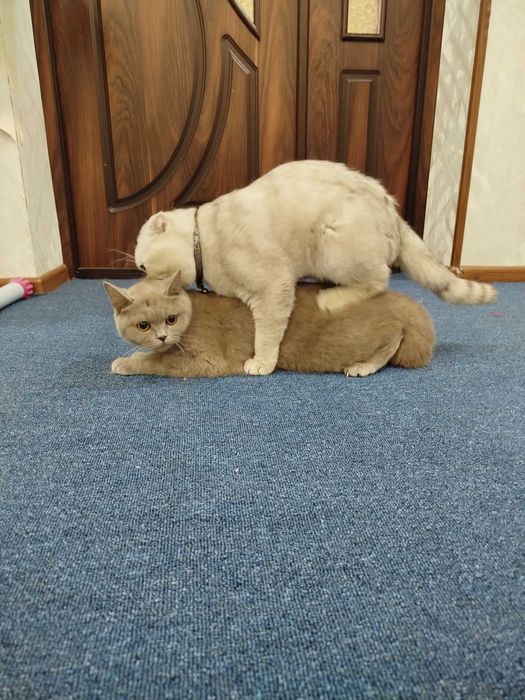 Вязка скотиш фолд Серебристая шиншилла .кот НЕ ПРОДАЁТСЯ.