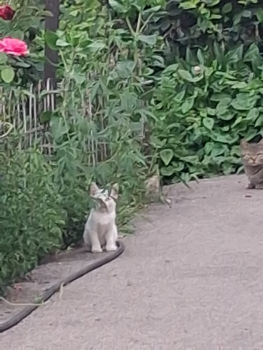 Маленькие милые котята