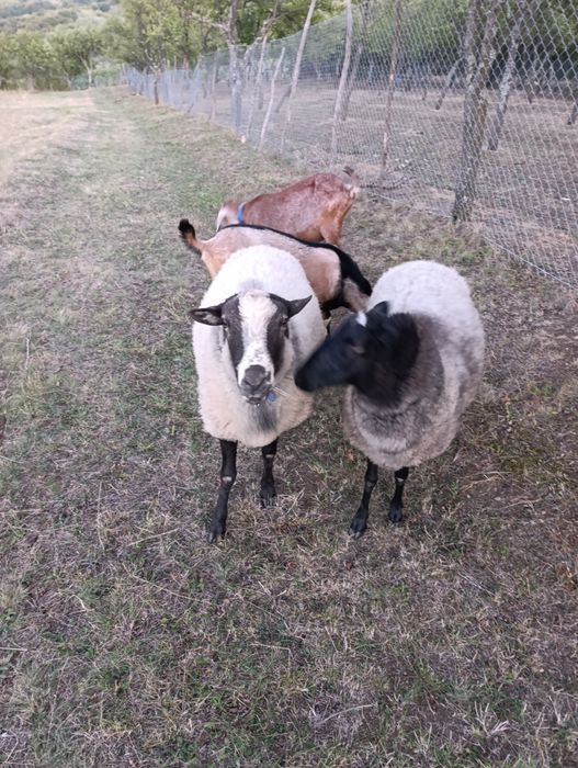 Vând oi de rasa Romanov