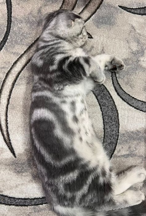 Котёнок мальчик 5 месяцев