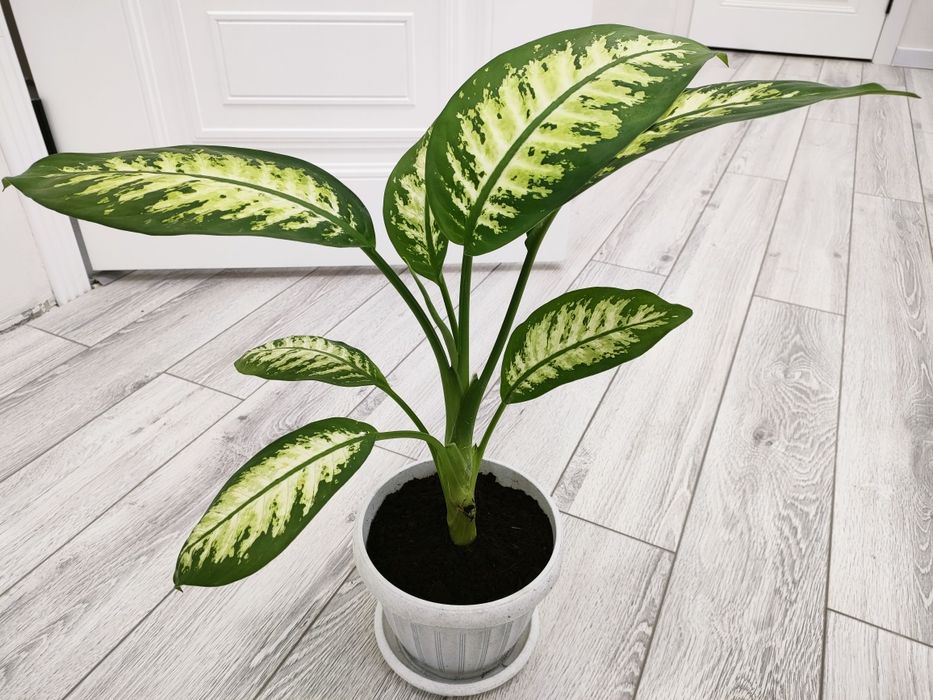 комнатные растения. доставка