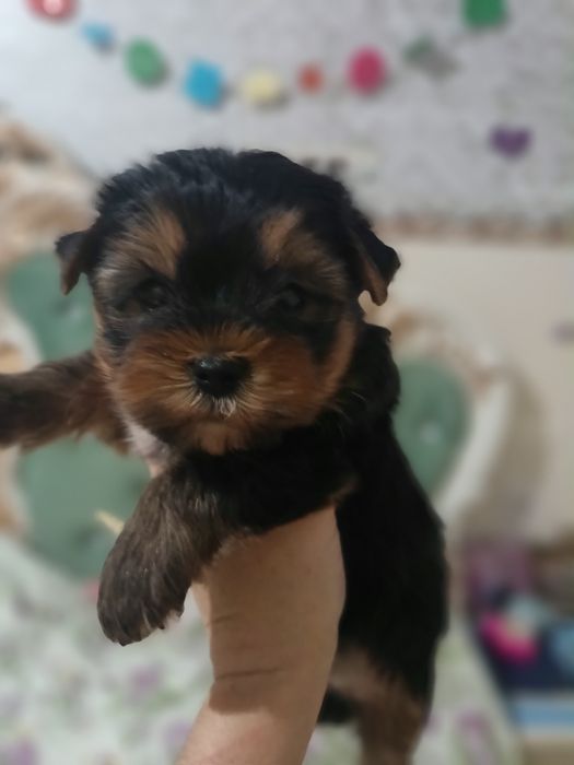 Чудесные малыши йорка