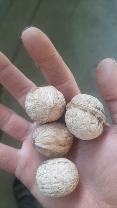 Орехи грецкие жангак