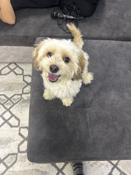 Мальтипу помесь с пудель мальчик