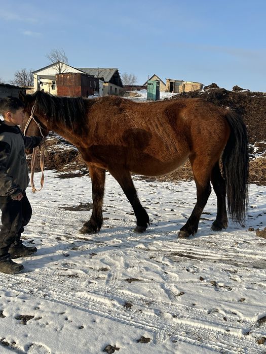 Бие сауын сауын бие кобала буаз бие
