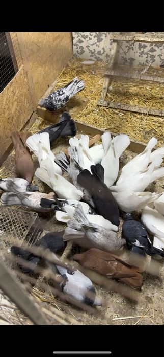 Голуби. Ширакохвостые взрослые и молодые