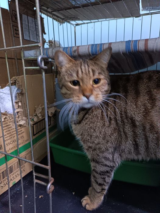 Отдам в добрые руки