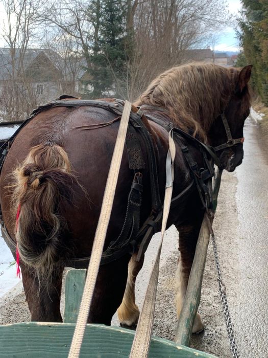 Vand Manz de 2 ani jumate.