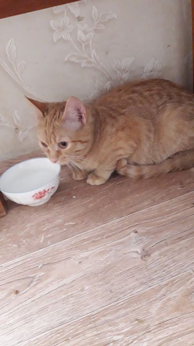 Молодая кошечка подросток отдам