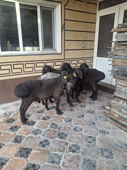 Қошқарлар 1жасар