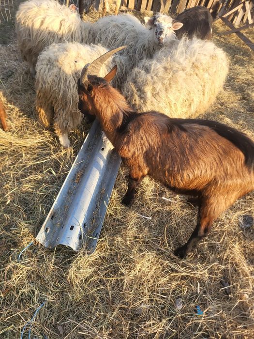 Vând sau schimb țap alpin francez pur!
